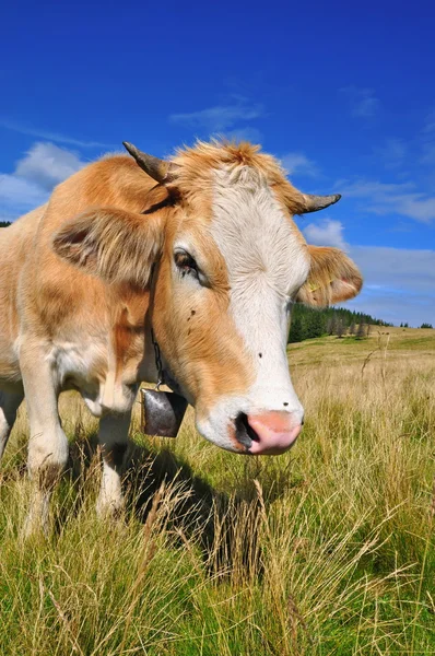 stock image The calf on a summer pasture