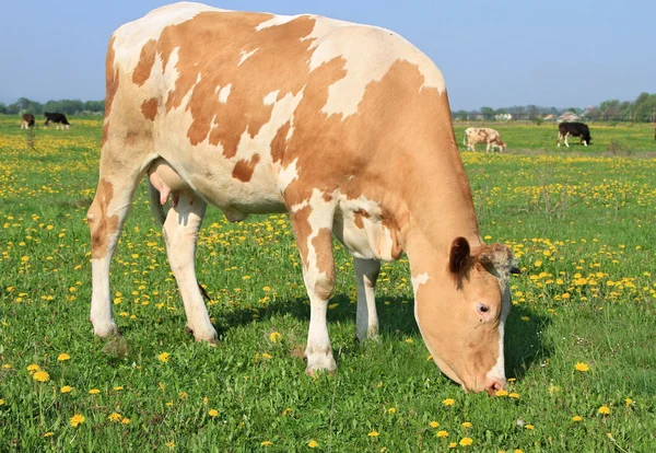 stock image Cow on a summer pasture