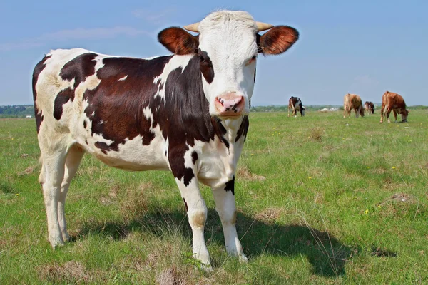 夏季牧场上小牛 — 图库照片