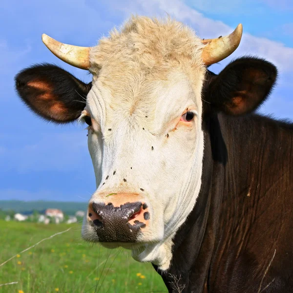 Kopf einer Kuh gegen eine Weide — Stockfoto