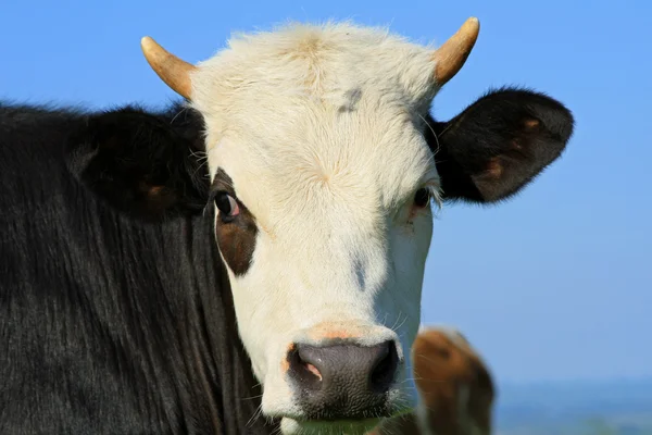 Testa di vitello contro un pascolo — Foto Stock