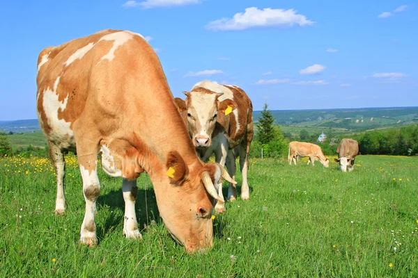 Stock image The calf near mother on a summer pasture