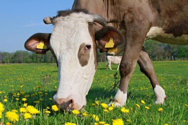 Head of a cow against a pasture clipart