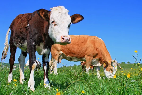 The calf near mother on a summer pasture — Stock Photo, Image