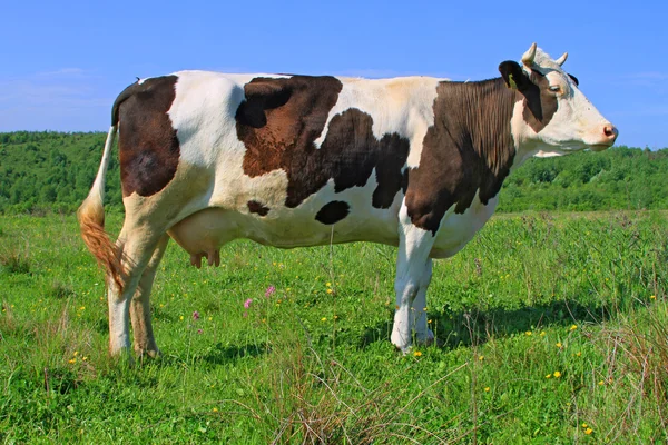 stock image Cow on a summer pasture