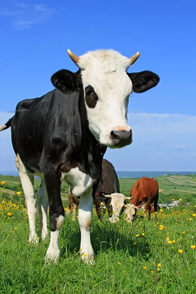 stock image The calf on a summer pasture.