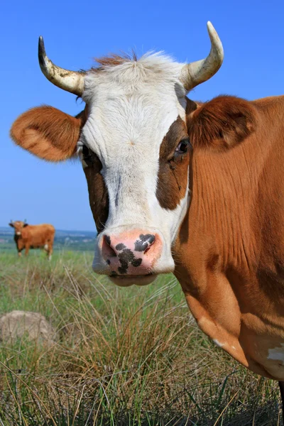 Fejét egy tehén legelőn ellen — Stock Fotó
