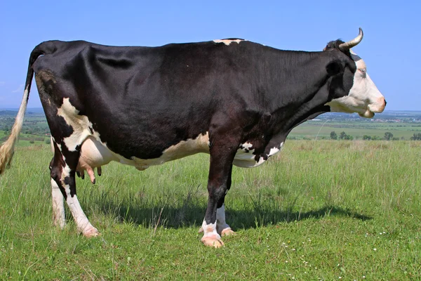 stock image Cow on a summer pasture