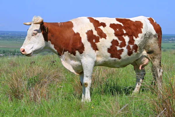 stock image Cow on a summer pasture