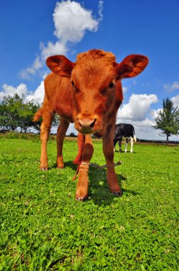 The calf on a summer pasture clipart