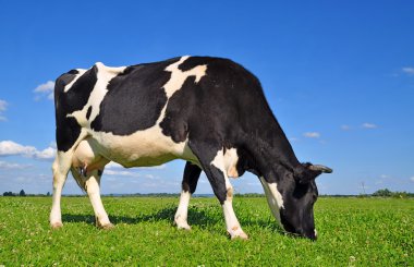 Cow on a summer pasture. clipart