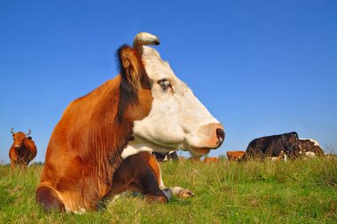 Cow on a summer pasture clipart