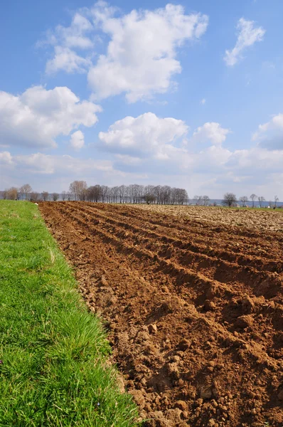 Campo di primavera — Foto Stock