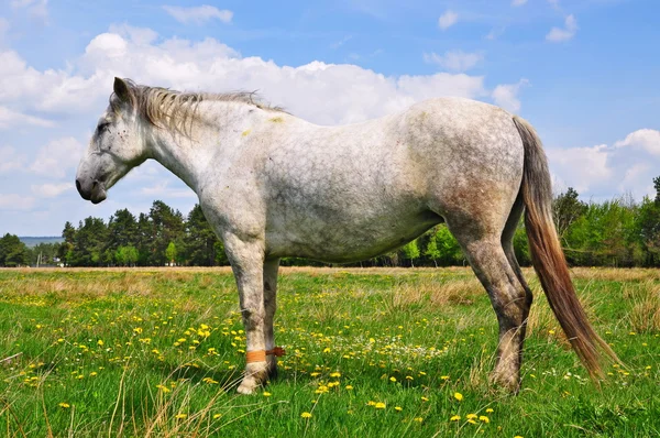 Άλογο σε καλοκαιρινό βοσκότοπο — Φωτογραφία Αρχείου