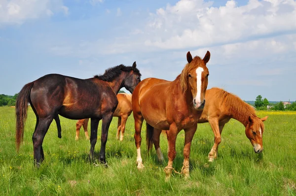 Koně na letní pastvině — Stock fotografie