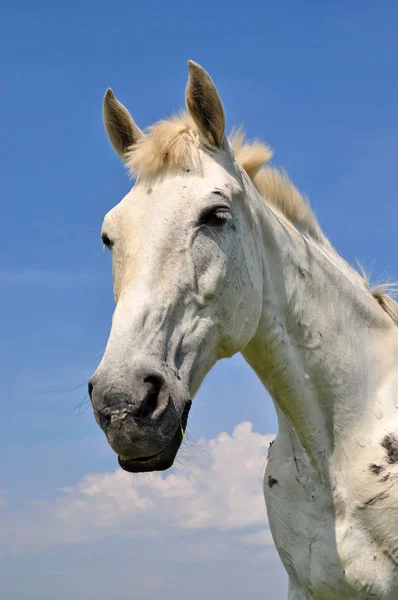 Cabeça de um cavalo — Fotografia de Stock