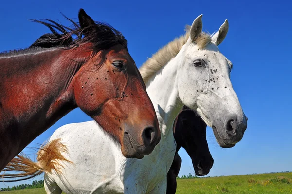 Cabeças de um cavalo — Fotografia de Stock