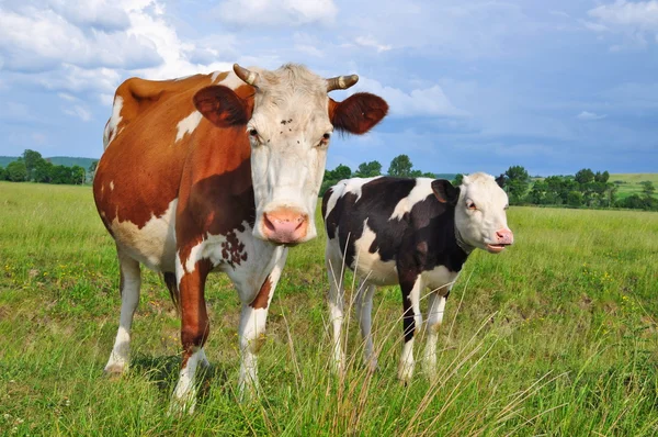 Il vitello vicino a madre su un pascolo estivo — Foto Stock