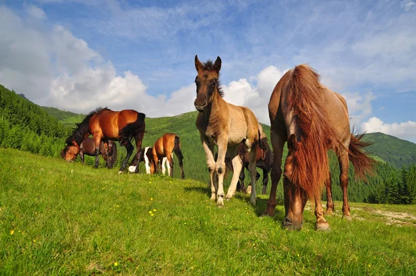 stock image Horses on a summer mountain pasture