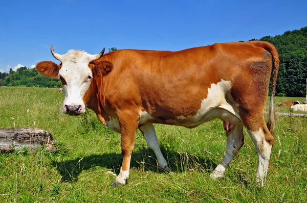 Stock image Cow on a summer pasture.