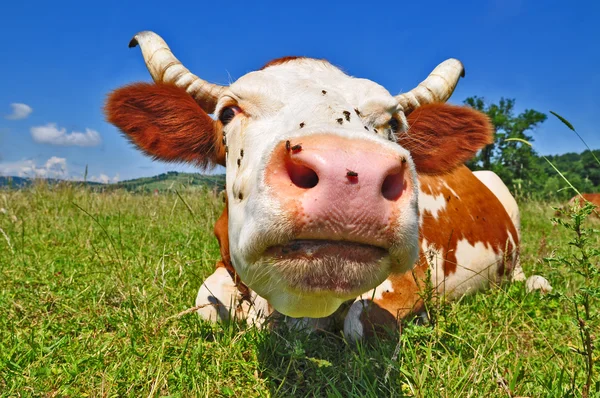 夏の牧草地の牛. — ストック写真