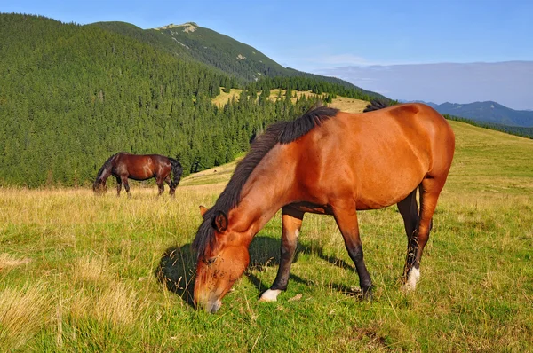 Лошадь на летнем горном пастбище — стоковое фото
