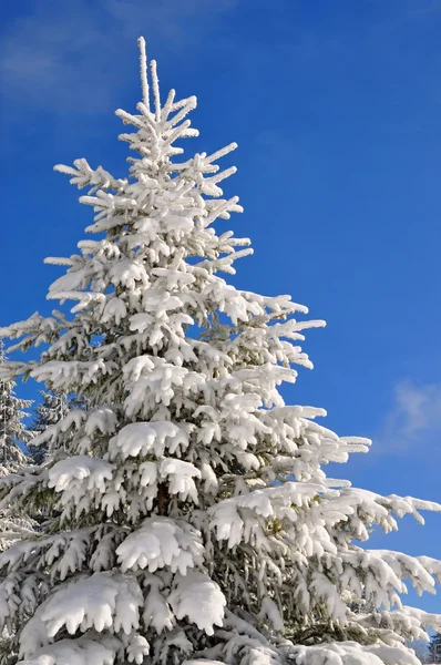 Abeto abaixo da neve . — Fotografia de Stock