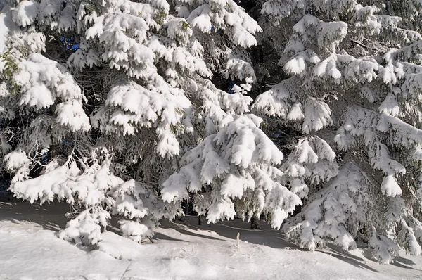 겨울 나무의 조각 — 스톡 사진