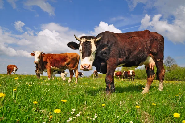Cows on a summer pasture Royalty Free Stock Images