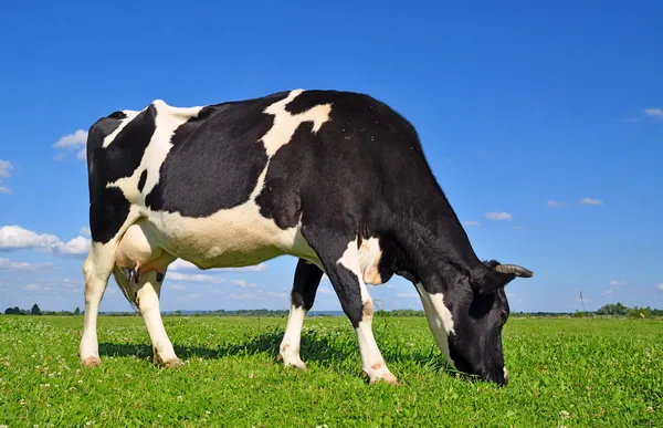 Vaca em um pasto de verão. Fotos De Bancos De Imagens