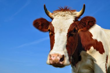 Head of the calf clipart