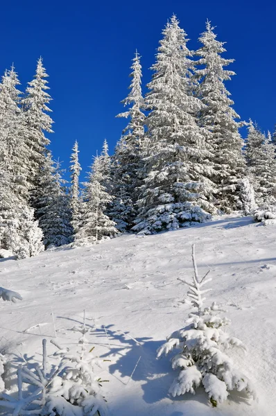 Firs under snow. — Stock Photo, Image