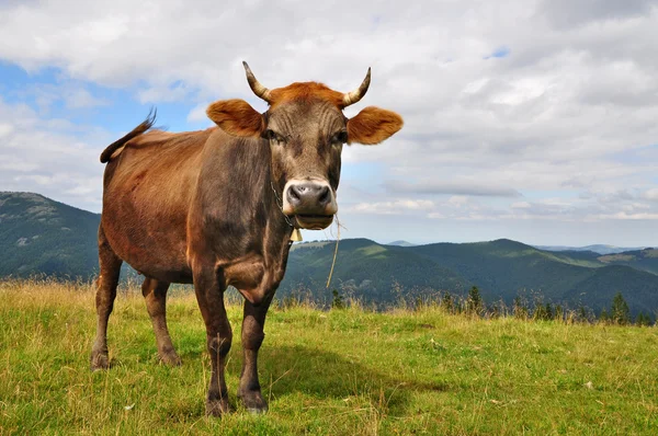 Vaca em uma pastagem de montanha de verão — Fotografia de Stock