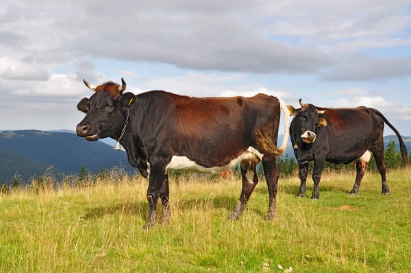 Koeien op een zomer berg grasland — Stockfoto