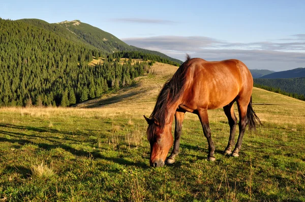Cavalo em um pasto de montanha de verão — Fotografia de Stock