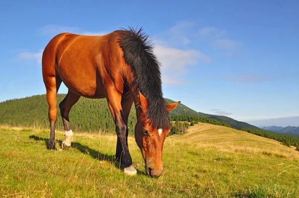 Häst på en fäbod berg — Stockfoto
