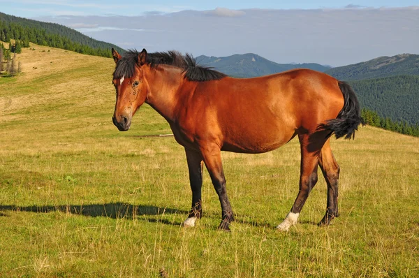 Cavallo su un pascolo estivo di montagna — Foto Stock