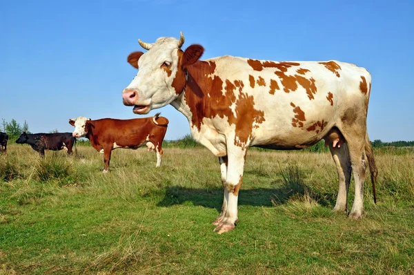 Vacas em um pasto de verão — Fotografia de Stock