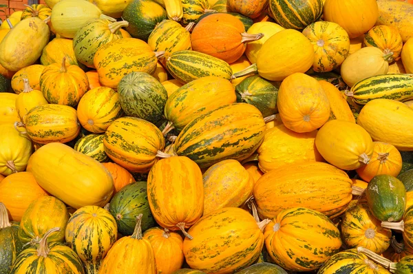 Stock image Crop of pumpkins