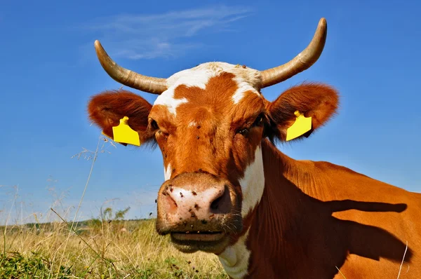 Cabeza de vaca — Foto de Stock