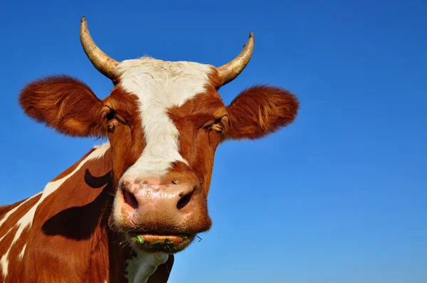 牛的头 — 图库照片