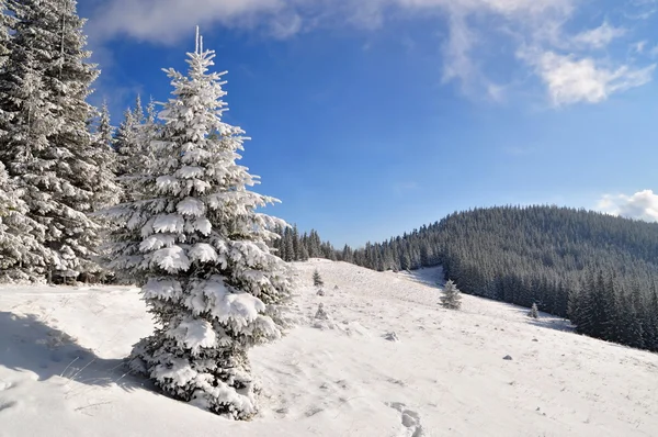 Firs under snow. — Stock Photo, Image