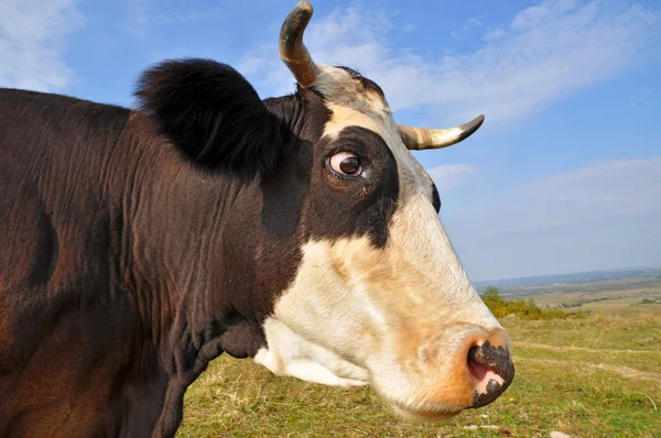 Head of a cow Stock Image