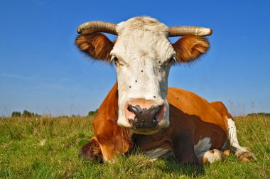 Yaz otlağında inek