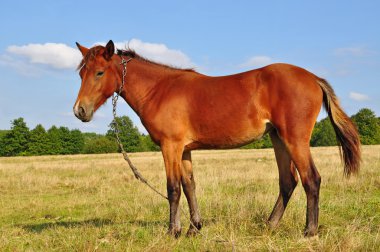 at üstünde bir yaz pasturef