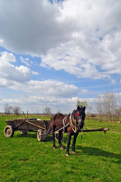 Cavalo com carrinho — Fotografia de Stock