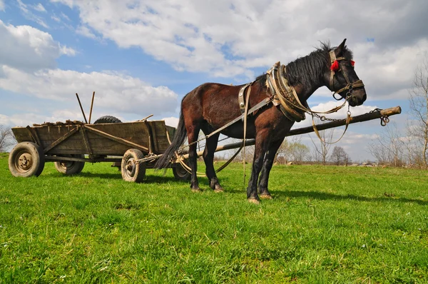 Cavallo con carretto — Foto Stock