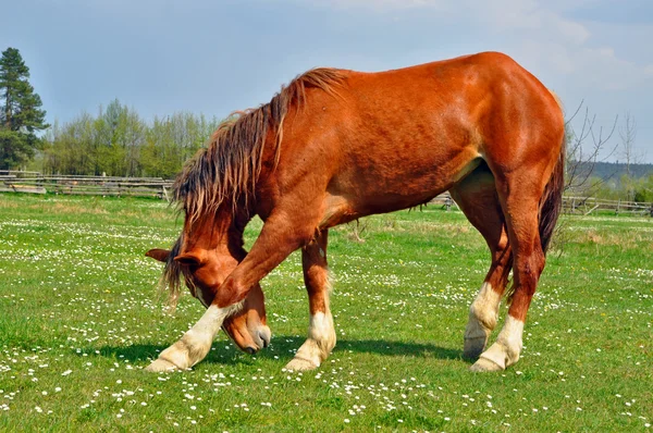 Häst på en sommar pasturef — Stockfoto