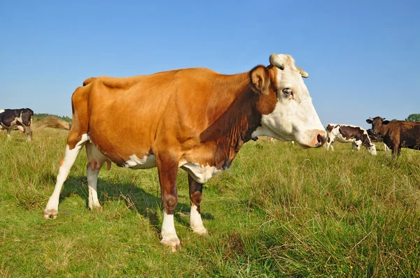 stock image Cows on a summer pasture