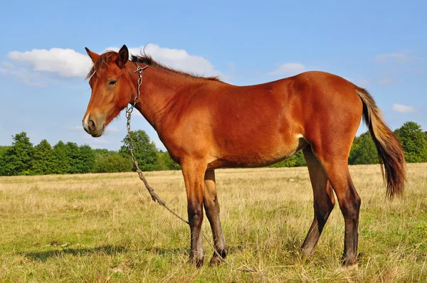 Koń na lato pasturef — Zdjęcie stockowe